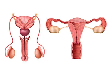 Penis Cancer Surgery In Adalaj